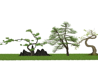 New Chinese Pine 3d model