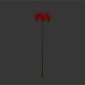 Red Spider Lily With Long Thin Red Petals And Green Stem Against Gray Gradient Background