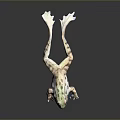 Green And Brown Spotted Frog 3D Model With Stretched Body On Smooth Surface