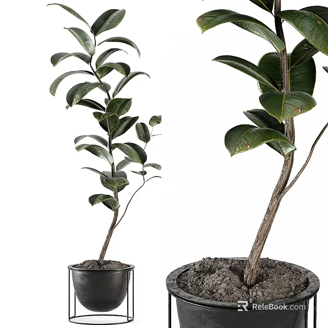 Bonsai Potted Plants With Lush Green Leaves In Black Pots For Indoor Decor 3d model 