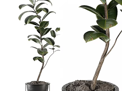 Bonsai Potted Plants With Lush Green Leaves In Black Pots For Indoor Decor 3d model