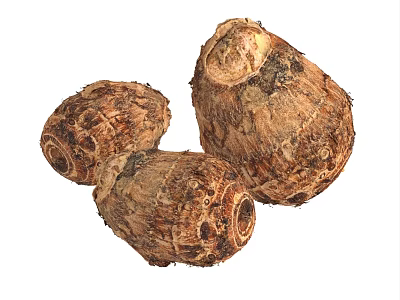 Three Fresh Raw Taro Root Vegetables With Natural Brown Rough Skin 3d model