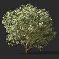Evergreen Shrub With Dense Green Foliage Rounded Shape For Garden Landscaping 3d model