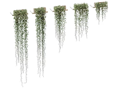 Trailing Green Leaf Bonsai Potted Plants Hanging On Wall For Indoor Decoration 3d model