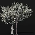 Flowering Arbor Adorned with Abundant White Blossoms and Standing Statue Detailed Close Up