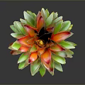 Vibrant Tropical Plant With Red And Green Rosette Leaves