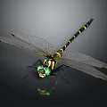 Black and Yellow Striped Dragonfly With Green Glowing Eyes Transparent Wings on Black Background