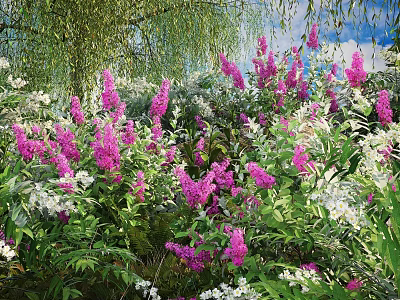 Beautiful Purple Flowering Shrubs In Garden With Lush Green Foliage And White Blooms 3d model