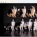 Eight Border Collies In Various Poses With Black Background And Shiny Surface