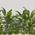 Lush Green Tropical Plants With Banana Leaves And Fern Foliage In Garden