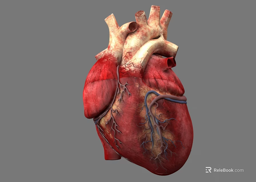 Human Chest Organ Heart 3D Model Showing Detailed Anatomy And Blood Vessels Structure 3d model 