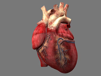Human Chest Organ Heart 3D Model Showing Detailed Anatomy And Blood Vessels Structure 3d model
