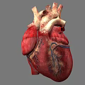Human Chest Organ Heart 3D Model Showing Detailed Anatomy And Blood Vessels Structure
