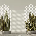 Cactus Potted Plants Placed in White Setting With Arched Lattice Windows and Light Shadows