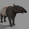 Tapir With Black And White Body Long Snout And Stocky Legs
