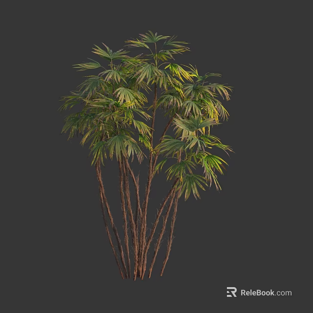 Tropical Tree With Multiple Slender Trunks Lush Green Fronds And Yellow Tipped Leaves 3d model 