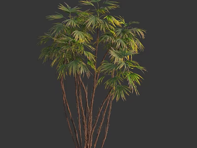 Tropical Tree With Multiple Slender Trunks Lush Green Fronds And Yellow Tipped Leaves 3d model