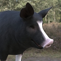 Modern Buckshire Pig Animal Creatures 3d model