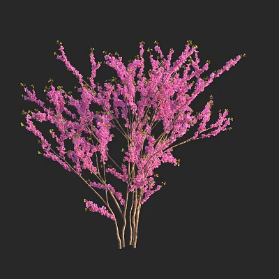 Stunning Flowering Tree In Full Bloom With Pink Blossoms And Graceful Branches 3d model