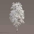 Snow Covered Arbor With White Trunk And Snowy Branches In Winter Scene 3d model