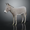 Gray Donkey Full Body Standing on Dark Background with Reflection on Shiny Surface 3d model
