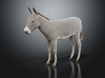 Gray Donkey Full Body Standing on Dark Background with Reflection on Shiny Surface 3d model