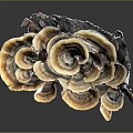 Layered Fan Shaped Mushroom Plant With Brown Yellow White Tones And Natural Growth Structure