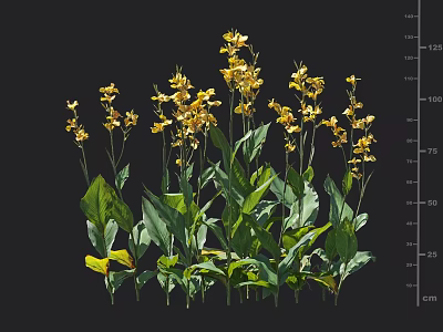 Vibrant Yellow Flowers with Green Leaves Displaying Height on Black Background 3d model