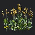 Vibrant Yellow Flowers with Green Leaves Displaying Height on Black Background