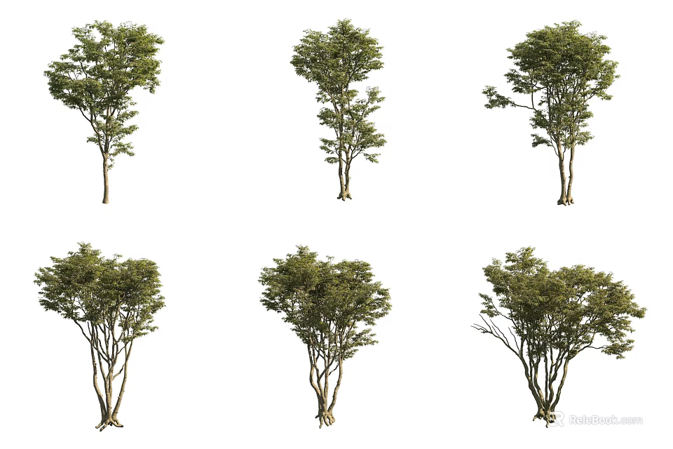 Different Arbor Trees With Green Foliage And Various Growth Forms Displayed 3d model