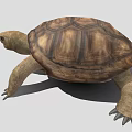 Realistic Tortoise With Brown Textured Shell On Gray Background 3d model