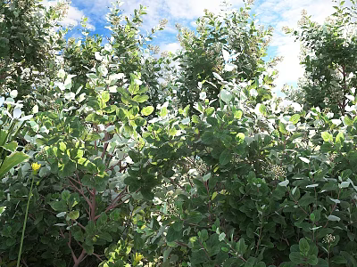 Lush Green Shrubs Growing In Garden With Sunlight And Clear Blue Sky 3d model