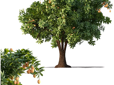 fruit tree 3d model