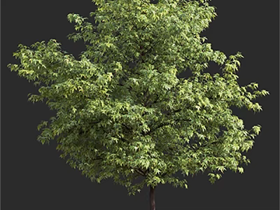Lush Green Arbor With Dense Foliage And Strong Brown Trunk In Natural Scene 3d model