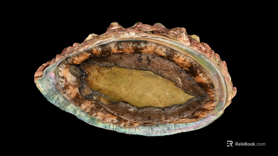 Abalone Shell Displaying Vibrant Interior With Natural Iridescent Texture And Patterns 3d model 