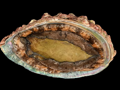Abalone Shell Displaying Vibrant Interior With Natural Iridescent Texture And Patterns 3d model