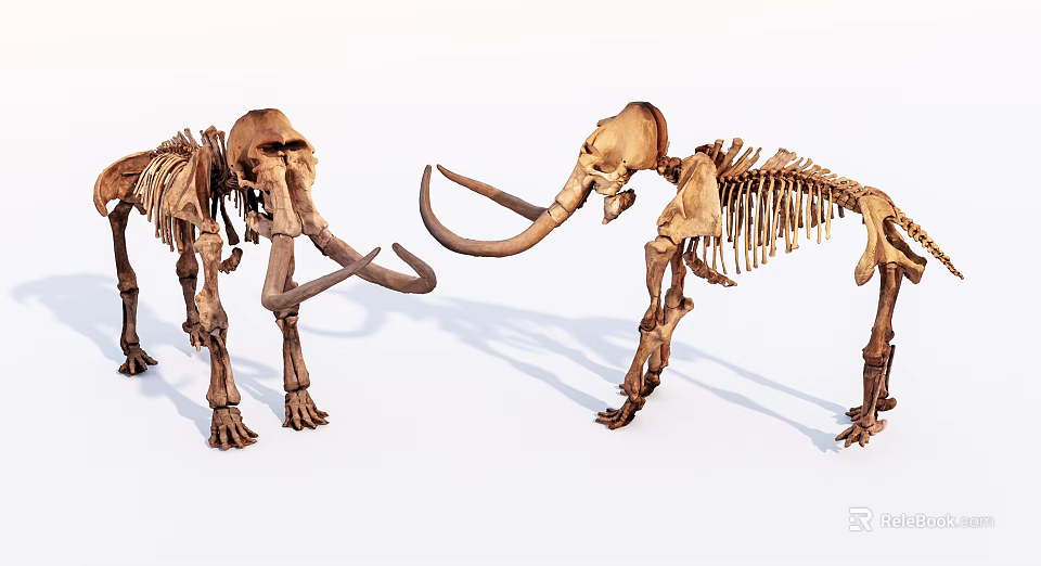 Advanced Medical Skeleton Model For Orthopedic Education And Research 3d model 
