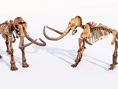 Advanced Medical Skeleton Model For Orthopedic Education And Research 3d model