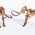 Advanced Medical Skeleton Model For Orthopedic Education And Research