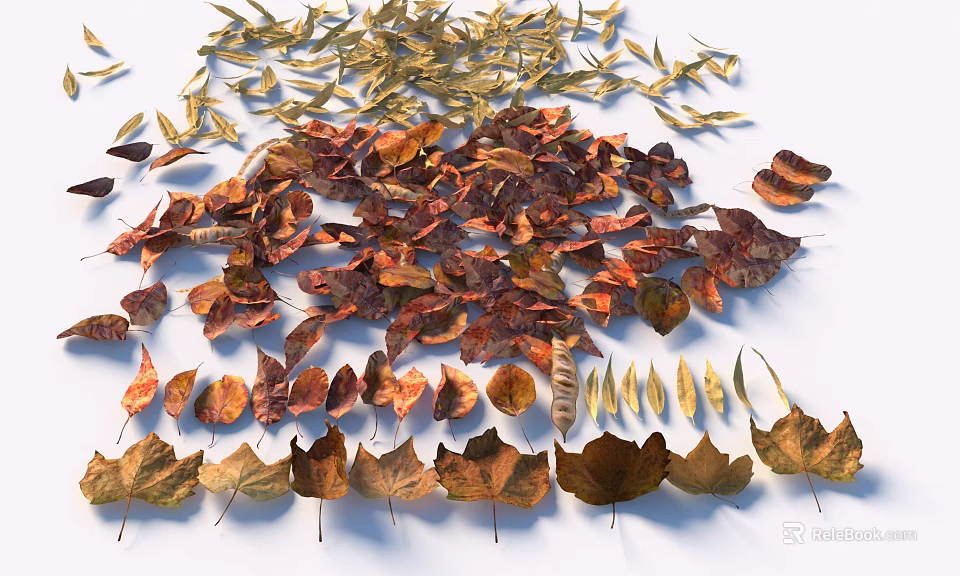 Autumn Leaves Collection With Various Colors Different Shapes Arranged On White Background 3d model 