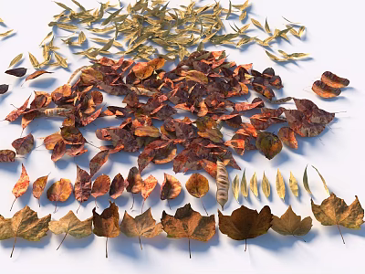 Autumn Leaves Collection With Various Colors Different Shapes Arranged On White Background 3d model