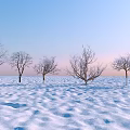Plant Combination of Five Leafless Trees in Snowy Field with Blue Sky and Pink Sunset