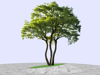 Lush Green Tree with Three Trunks on Stone Pavement and Grass Patch 3d model