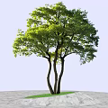 Lush Green Tree with Three Trunks on Stone Pavement and Grass Patch