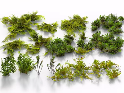 Assorted Green Plants Featuring Ferns Moss And Herbs For Natural Decorative 3d model