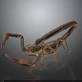 Brown Scorpion With Large Claws And Curved Tail On Dark Background