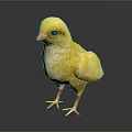Cute Yellow Chick Standing on Reflective Surface with Orange Beak and Feet