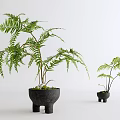 Bonsai Potted Fern Plants In Black Unique Design Pots For Indoor Decor