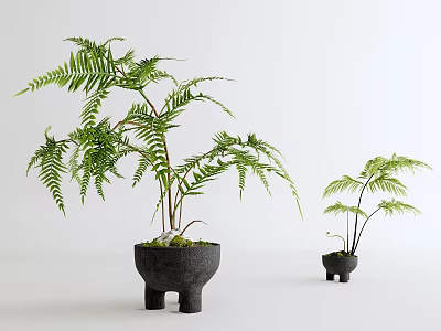 Bonsai Potted Fern Plants In Black Unique Design Pots For Indoor Decor 3d model