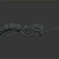 Gray Ant 3D Model with Clear Body Structure Including Head Thorax Abdomen and Legs